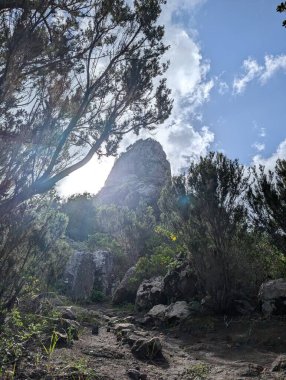 Bright green plants flourish in Taganana, Tenerife, Canary, Spain, Europe