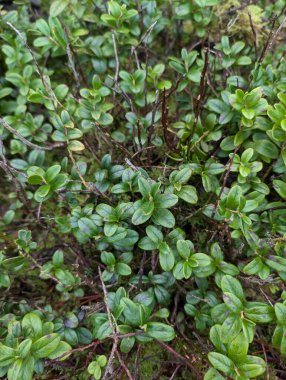 Ormanda büyüyen küçük yeşil bitkilere yakın çekim 