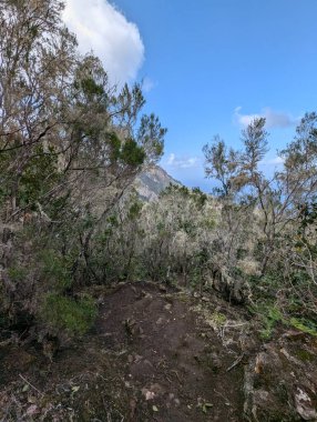 Dağlarda yeşil bitkilerin olduğu manzaralı bir yer. 