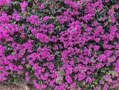 bahçede büyüyen güzel pembe çiçekler