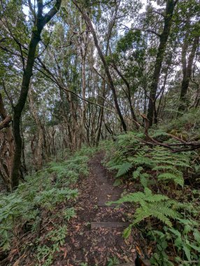 Yaz zamanı yeşil ormanda küçük bir patika.  