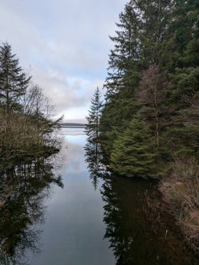 Gün batımında çam ağaçları olan güzel bir manzara. 