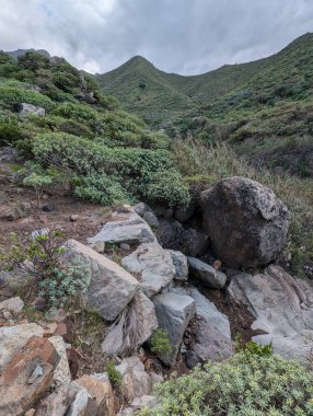 Dağlarda yetişen yeşil bitkiler ve bulutlu gökyüzü