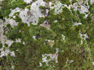 Ormanda yeşil yosun kaplı taş, yakın görüş