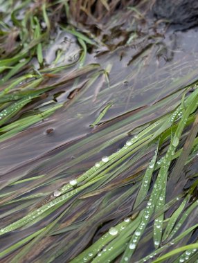 Alp nehrinde suyla kaplanmış yeşil çimenler