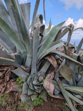 Mavi gökyüzünde büyüyen yeşil agave bitkisi