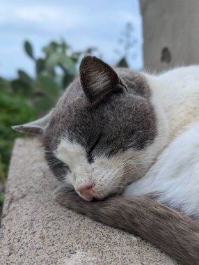 Sokakta uyuyan tüylü kediye yakın çekim