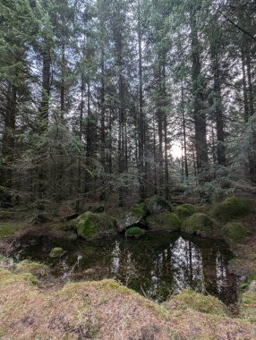 Ormanda akan nehirli yeşil bir arazi. 