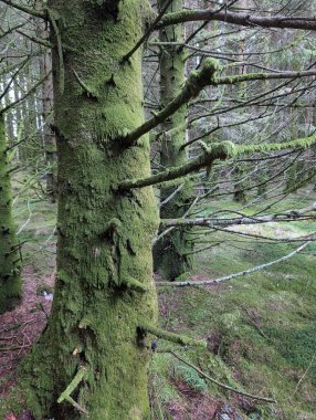 Yeşil yosun mistik ormandaki ağaçlarla kaplı.