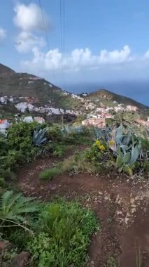 Taganana 'da, Tenerife' de, Kanarya 'da, İspanya' da ve Avrupa 'da yemyeşil alanlar gelişiyor.