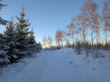 Gün batımında karlı ormanın arka planı 