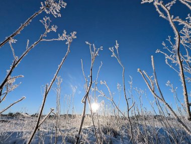Mavi gökyüzüne karşı donmuş bitkilerin görüntüsü, kış arkaplanı