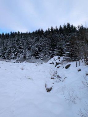 Karla kaplı ağaçlarla kozalaklı ormanın kış manzarası