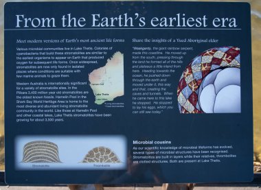 Thetis Gölü kenarındaki bu kayalar gibi stromatolitler insan gözünün göremeyeceği kadar küçük mikro organizmalar tarafından inşa edilmiştir..