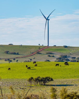 Batı Avustralya 'da Perth' in 200 kilometre kuzeyindeki rüzgâr çiftliği arasında koyun ve inekler..
