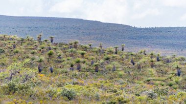 Batı Avustralya 'nın Cervantes kasabası yakınlarındaki Nambung Ulusal Parkı' ndaki çim ağaçları.