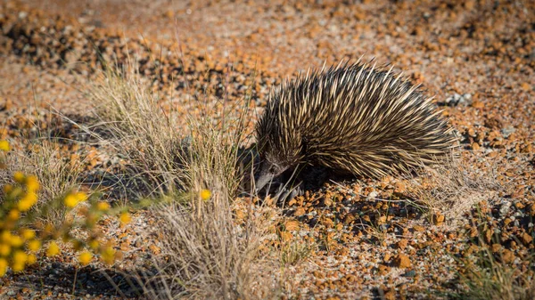 echidnas, bazen spiny anteaters bilinen deliklilerin sırada yumurta atarken memeliler aile tachyglossidae ait.
