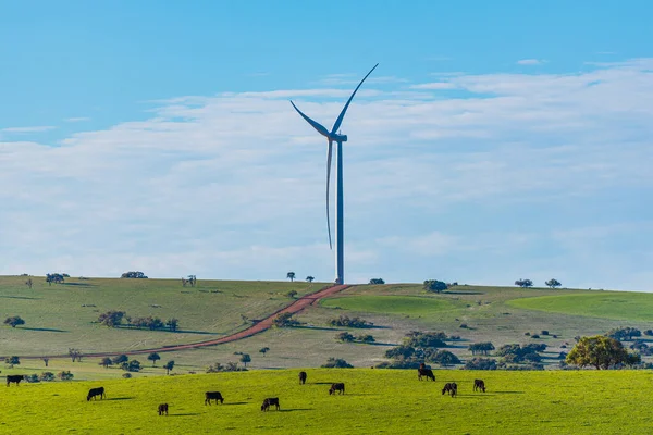 Вівці Корови Серед Вітроелектростанцій Західної Австралії 200 Північ Від Перта — стокове фото
