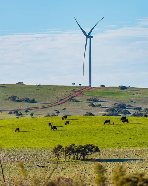 Batı Avustralya Perth 200 Kilometre Kuzeyindeki Rüzgâr Çiftliği Arasında Koyun — Stok fotoğraf
