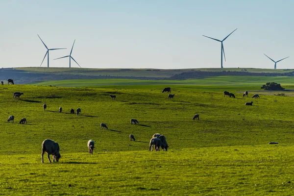 Batı Avustralya Perth 200 Kilometre Kuzeyindeki Rüzgâr Çiftliği Arasında Koyun — Stok fotoğraf