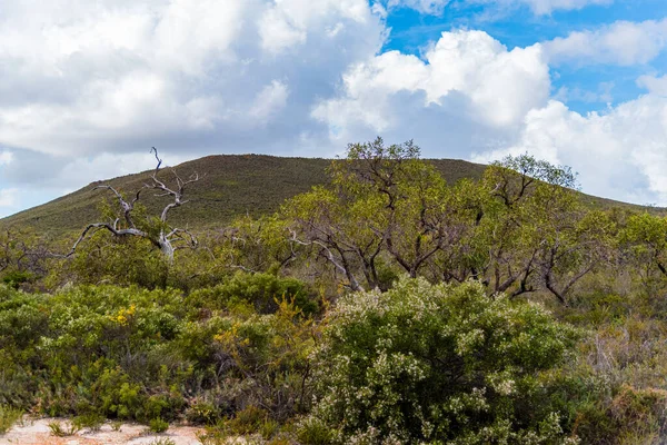 stock image In Western Australia, Lesueur National Park erupts into colour in late winter and spring as the parks diverse flora comes out in flower.