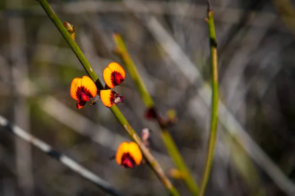 在西澳大利亚 李斯特国家公园在冬季和春季都会绽放出五花八门的色彩 使它成为野花爱好者的乐园 — 图库照片