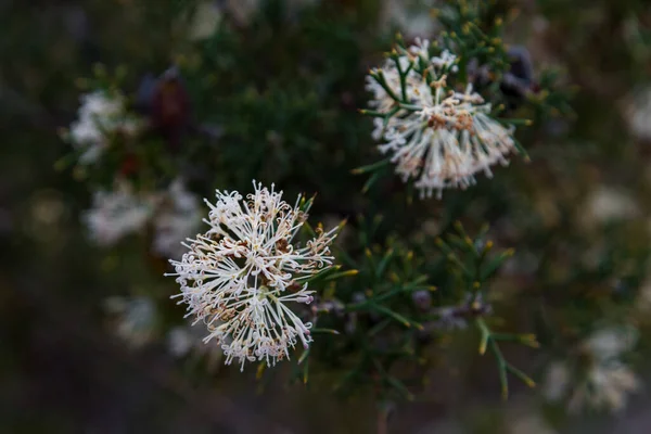 Västra Australien Bryter Lesueur National Park Färg Slutet Vintern Och — Stockfoto