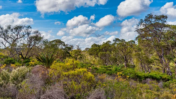 Західній Австралії Національний Парк Лешере Вивергається Колір Кінці Зими Весни — стокове фото