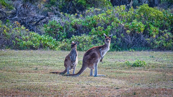 Kangury Wybrzeżu Lancelin — Zdjęcie stockowe