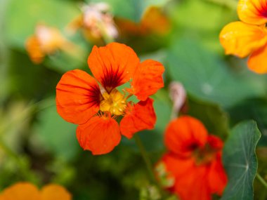 Melbourne, Victoria / Avustralya - 11 / 06 / 2019 Flora and fauna at the Melbourne Botanik Bahçeleri