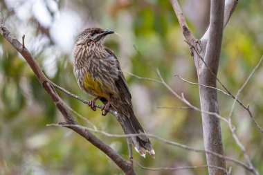 Melbourne, Victoria / Avustralya - 11 / 04 / 2019 Newport Gölü 'nde kırmızı gerdankuşu, bölge eski bir Bluestone taş ocağından yaratıldı ve Su Kuşları ve Vahşi Yaşam için bir Sığınak..
