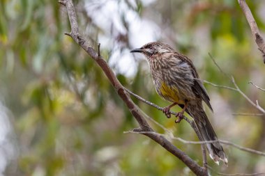 .Melbourne, Victoria / Avustralya - 11 / 04 / 2019 Newport Gölü 'nde kırmızı gerdankuşu, bölge eski bir Bluestone taş ocağından yaratıldı ve Su Kuşları ve Vahşi Yaşam için bir Sığınak..