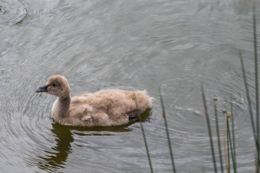 Melbourne, Victoria / Avustralya - 11 / 04 / 2019 Swan & Cygnet Newport Gölü 'nde, bölge eski bir Bluestone Taş ocağından yaratıldı ve Su Kuşları ve Vahşi Yaşam için bir Sığınak..