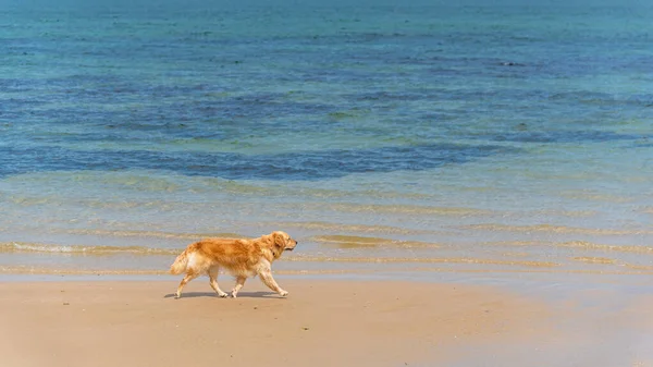 Melbourne Victoria Australia 2019 Dog Walking Shore Brighton Beach — Stock Photo, Image