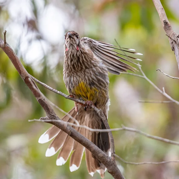 Melbourne Victoria Australia 2019 Czerwony Ptak Nad Jeziorem Newport Obszar — Zdjęcie stockowe