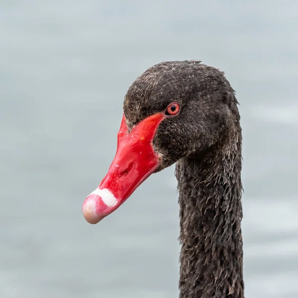 Zwarte Zwaan Een Grote Watervogel Een Soort Zwaan Die Voornamelijk — Stockfoto