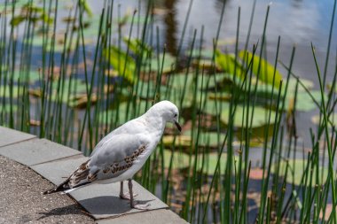 Melbourne, Victoria / Avustralya - 11 / 06 / 2019 Silver Gull (Chroicocephalus novaehollandiae) Melbourne Botanik Bahçeleri