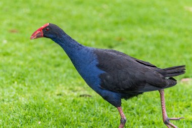 Melbourne, Victoria / Avustralya - 11 / 06 / 2019 Mor Bataklık Melbourne Botanik Bahçeleri