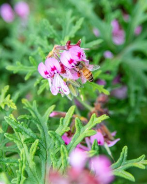 Melbourne, Victoria / Avustralya - 11 / 06 / 2019 Flora and fauna at the Melbourne Botanik Bahçeleri
