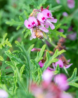 Melbourne, Victoria / Avustralya - 11 / 06 / 2019 Flora and fauna at the Melbourne Botanik Bahçeleri