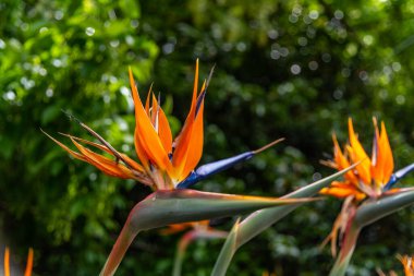 Melbourne, Victoria / Avustralya - 11 / 06 / 2019 Flora and fauna at the Melbourne Botanik Bahçeleri