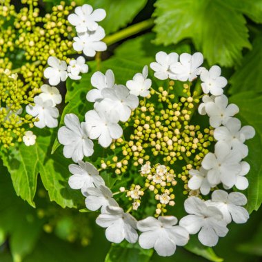 Melbourne, Victoria / Avustralya - 11 / 06 / 2019 Flora and fauna at the Melbourne Botanik Bahçeleri