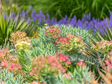 Melbourne, Victoria / Avustralya - 11 / 06 / 2019 Flora and fauna at the Melbourne Botanik Bahçeleri