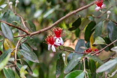 Melbourne, Victoria / Avustralya - 11 / 06 / 2019 Flora and fauna at the Melbourne Botanik Bahçeleri