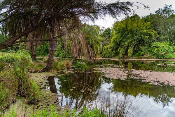 Melbourne Victoria Australia 2019 Ποικιλία Της Φύσης Στους Βοτανικούς Κήπους — Φωτογραφία Αρχείου