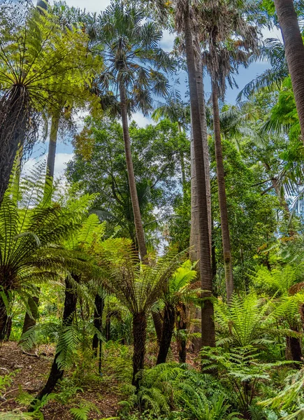 Melbourne Victoria Australia 2019 Hermosos Parques Lagos Los Jardines Botánicos —  Fotos de Stock