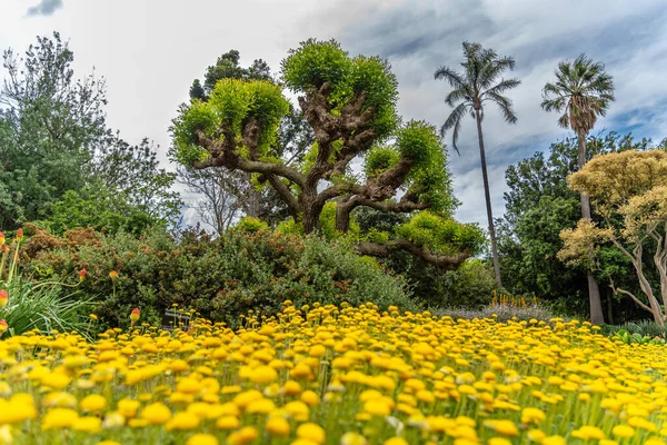 Melbourne Victoria Australien 2019 Calendula Blüten Mit Baumgesäumtem Hintergrund Botanischen — Stockfoto