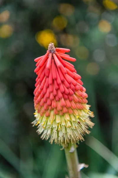 Melbourne Victoria Australia 2019 Flora Fauna Melbourne Botanical Gardens — Stock Photo, Image