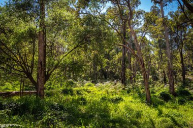 Perth, Batı Avustralya 'daki Araluen çalılığı.