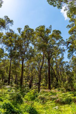 Perth, Batı Avustralya 'daki Araluen çalılığı.